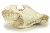 Fossil Oreodont (Merycoidodon) Skull - South Dakota #284208-4